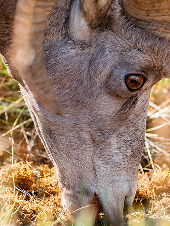 Big Horn Sheep_Banff NP 2