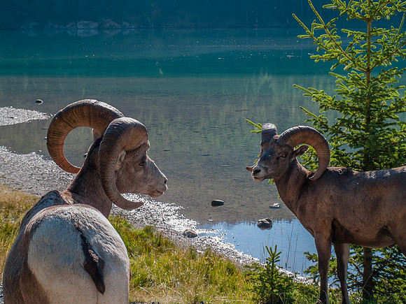 Big Horn Sheep_Banff NP 5