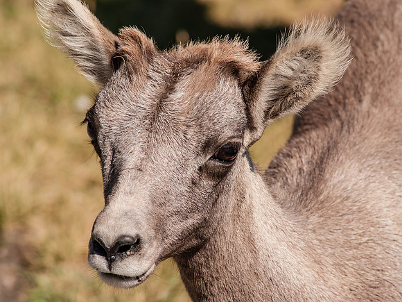 Big Horn Sheep_Banff NP 6