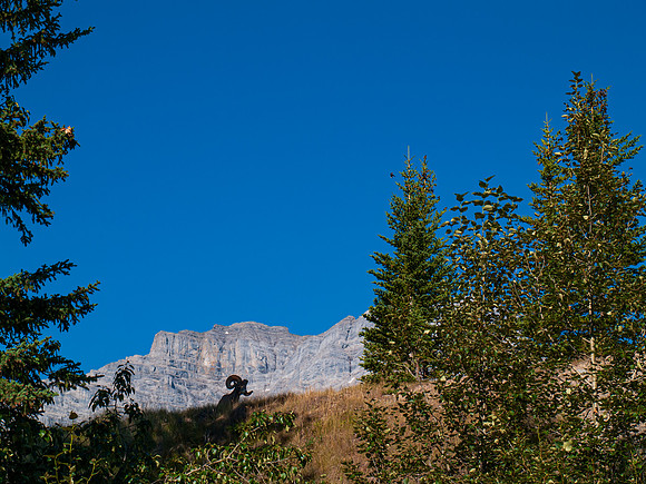 Big Horn Sheep_Banff NP 8