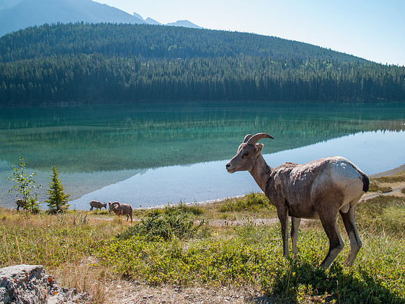 Big Horn Sheep_Banff NP 7