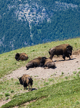 American Bison_Waterton Lakes NP 2
