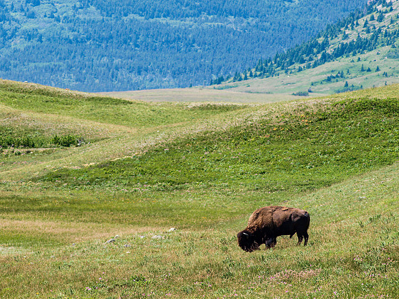 American Bison_Waterton Lakes NP 1