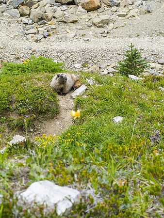 Hoary Marmot_Jasper NP 1