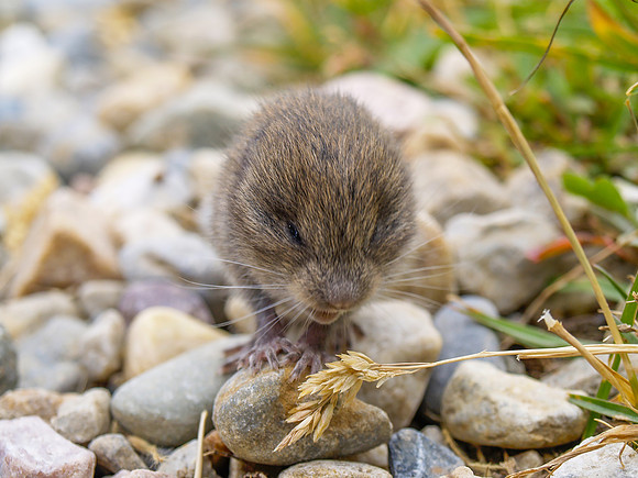 Vole_Banff NP 1