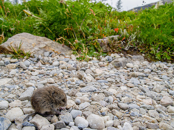 Vole_Banff NP 2