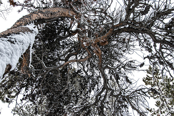 Pine Tree_Whitehorse 2