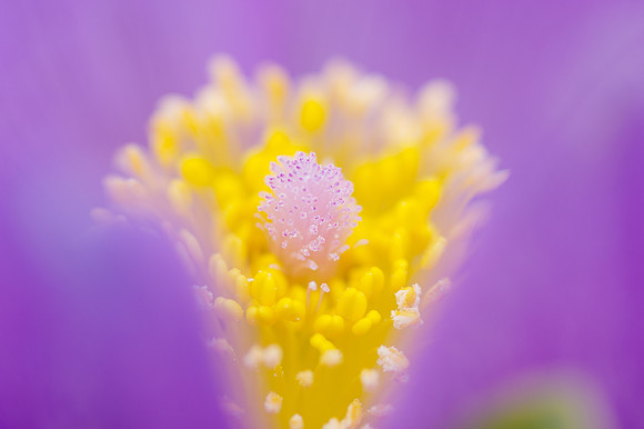 Prairie Crocus_Whitehorse 3