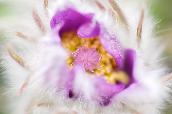 Prairie Crocus_Whitehorse 4