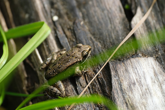 Wood Frog_Whitehorse 3