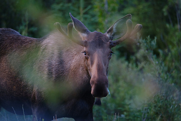 Moose_KLR 1