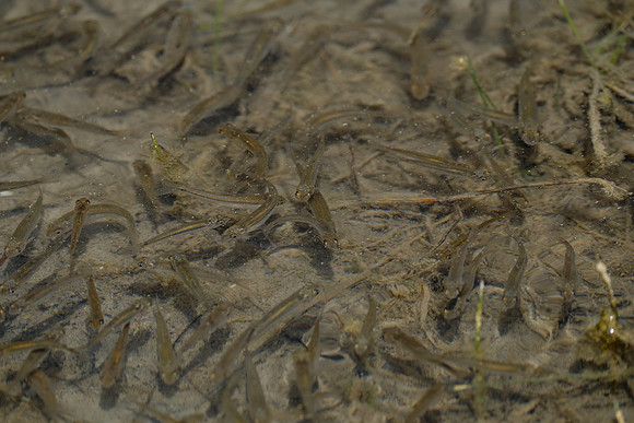 Minnows_Boya Lake PP 1