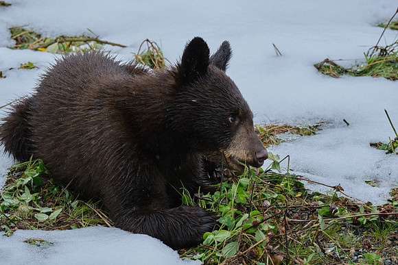 American Black Bear_Liard 6