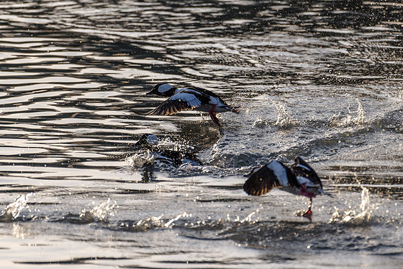 Bufflehead_Tagish 1