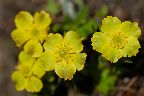 Meadow Buttercup_Banff NP 1