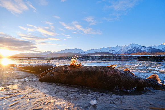 Salmon_Haines 7