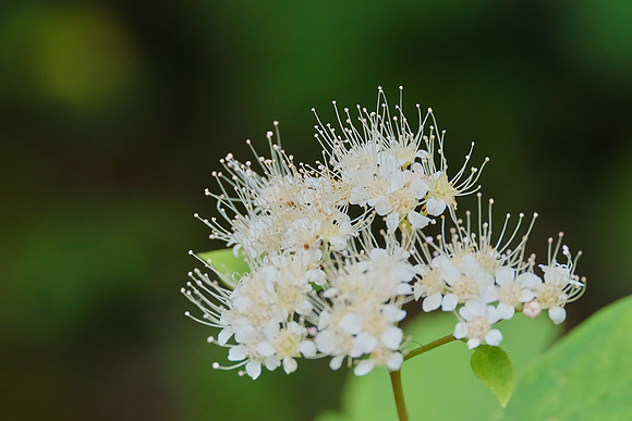 Spiraea (Meadowsweet)_Yoho NP 1