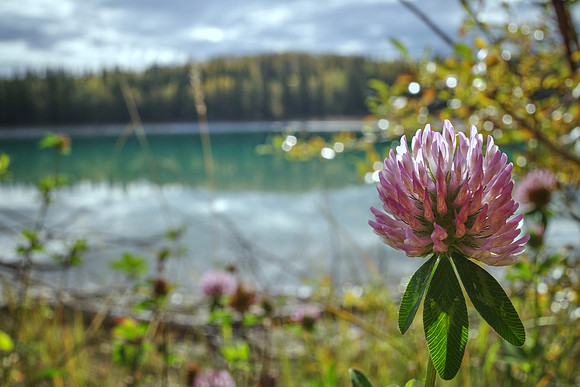Red Clover_Boya Lake PP 1