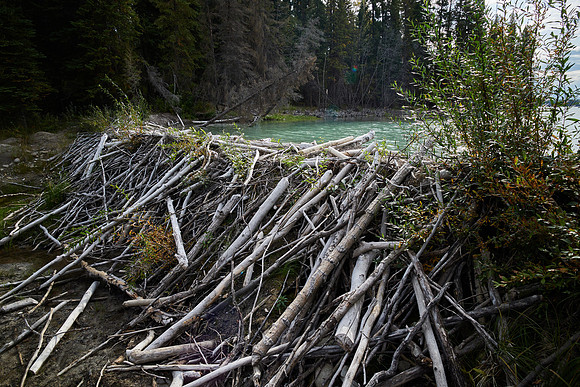 Beaver Dam_Boya Lake PP 1