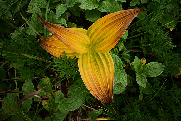 Green False Hellebore (Indian Poke)_Tatshenshini-Alsek PP 1
