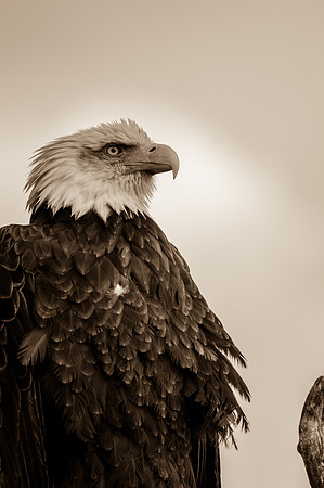 Bald Eagle_Whitehorse 19
