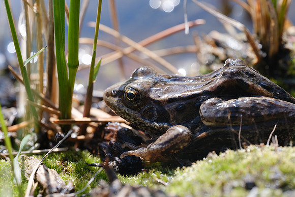 Wood Frog_Whitehorse 2