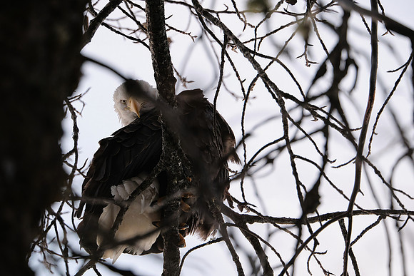Bald Eagle_Haines 52