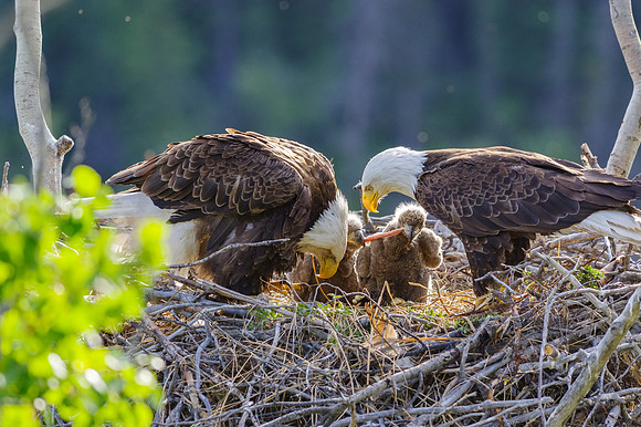 Bald Eagle_Whitehorse 17