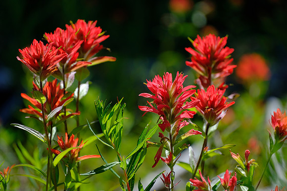 Giant red Indian Paintbrush_Banff NP 1