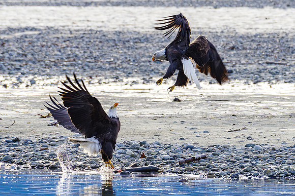 Bald Eagle_Haines 25