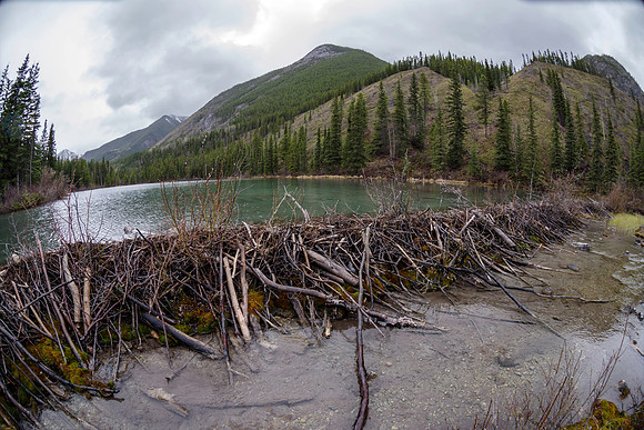 Beaver Dam_Liard 1