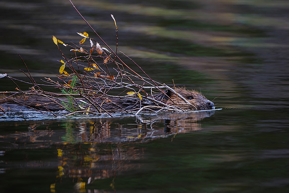 North American Beaver_Whitehorse 15