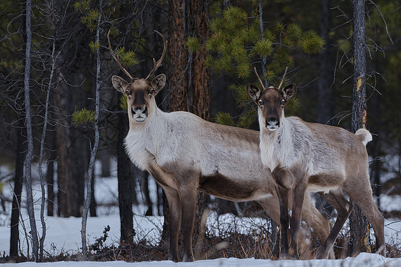Caribou_Southern Lakes Area 5