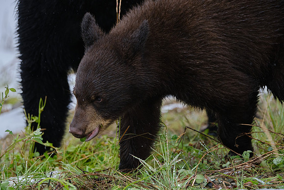 American Black Bear_Liard 7