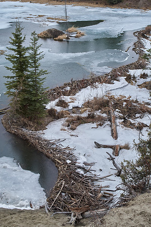 Beaver Dam_Whitehorse 1