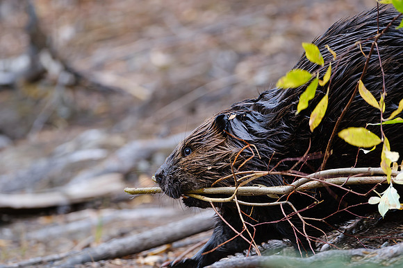 North American Beaver_Whitehorse 16