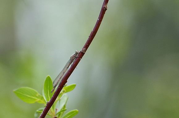 Damselfly_Whitehorse 1