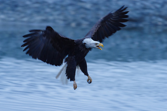 Bald Eagle_Haines 41