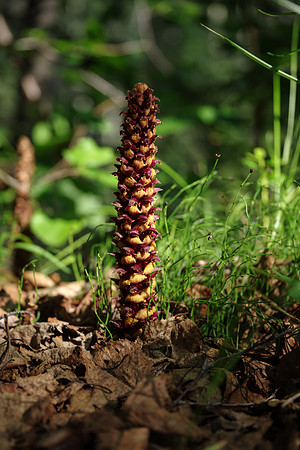 Northern Groundcone_Faro 1