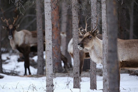 Caribou_Southern Lakes Area 4