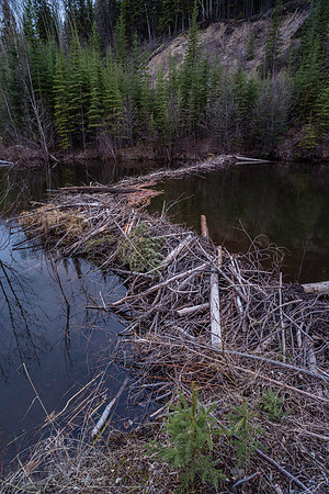 Beaver Dam_Watson Lake Area 1