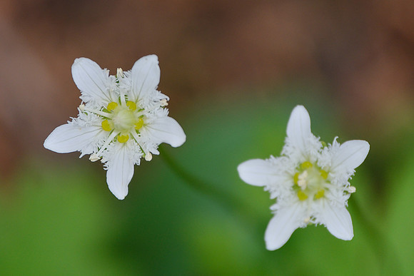 Fringed Grass of Parnassus_Yoho NP 1