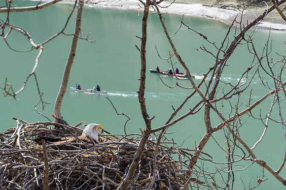 Bald Eagle_Whitehorse 21