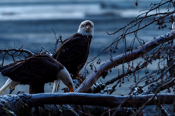 Bald Eagle_Haines 35